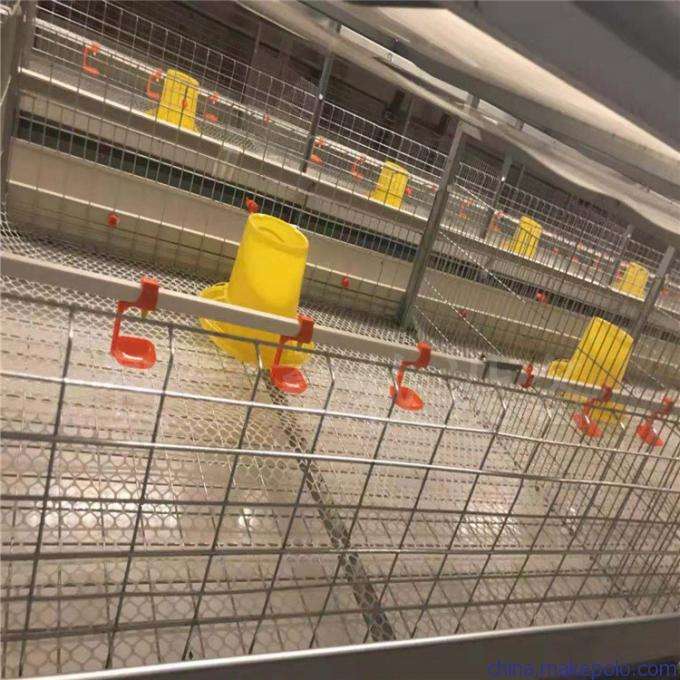 樱桃谷鸭多层养殖