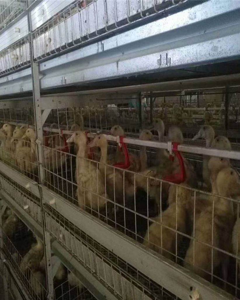 樱桃谷鸭养殖案例