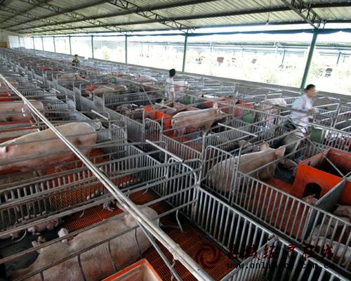 现代化养猪场